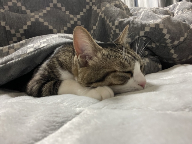 こたつに潜って寝ている子猫