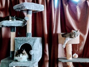 キャットタワーでくつろいでいる三匹の猫